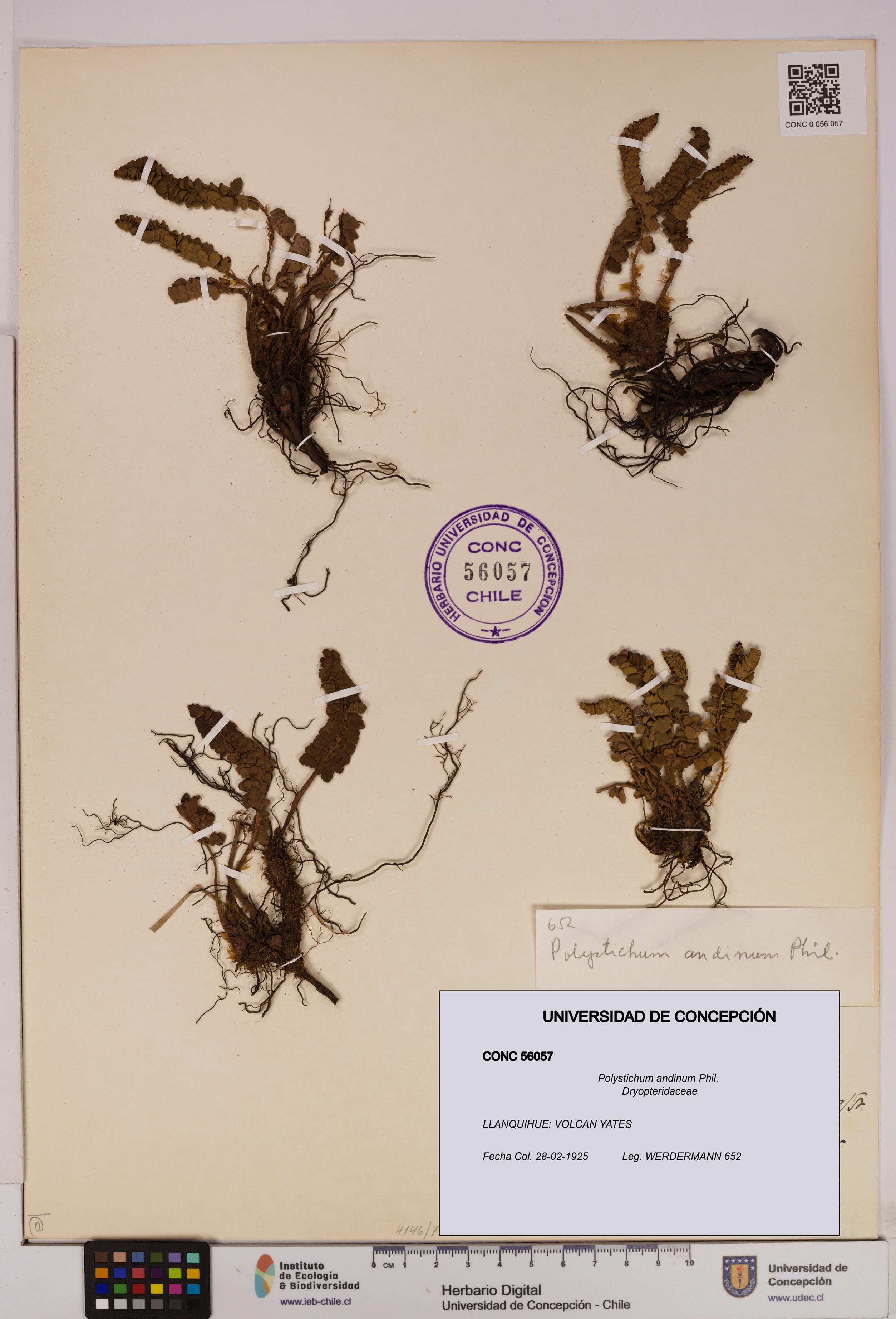 Polystichum andinum [Espécimen: UDEC:CONC:0056057]