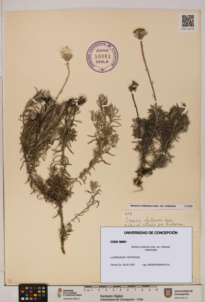 Senecio chilensis var. chilensis [Espécimen: UDEC:CONC:0056061]