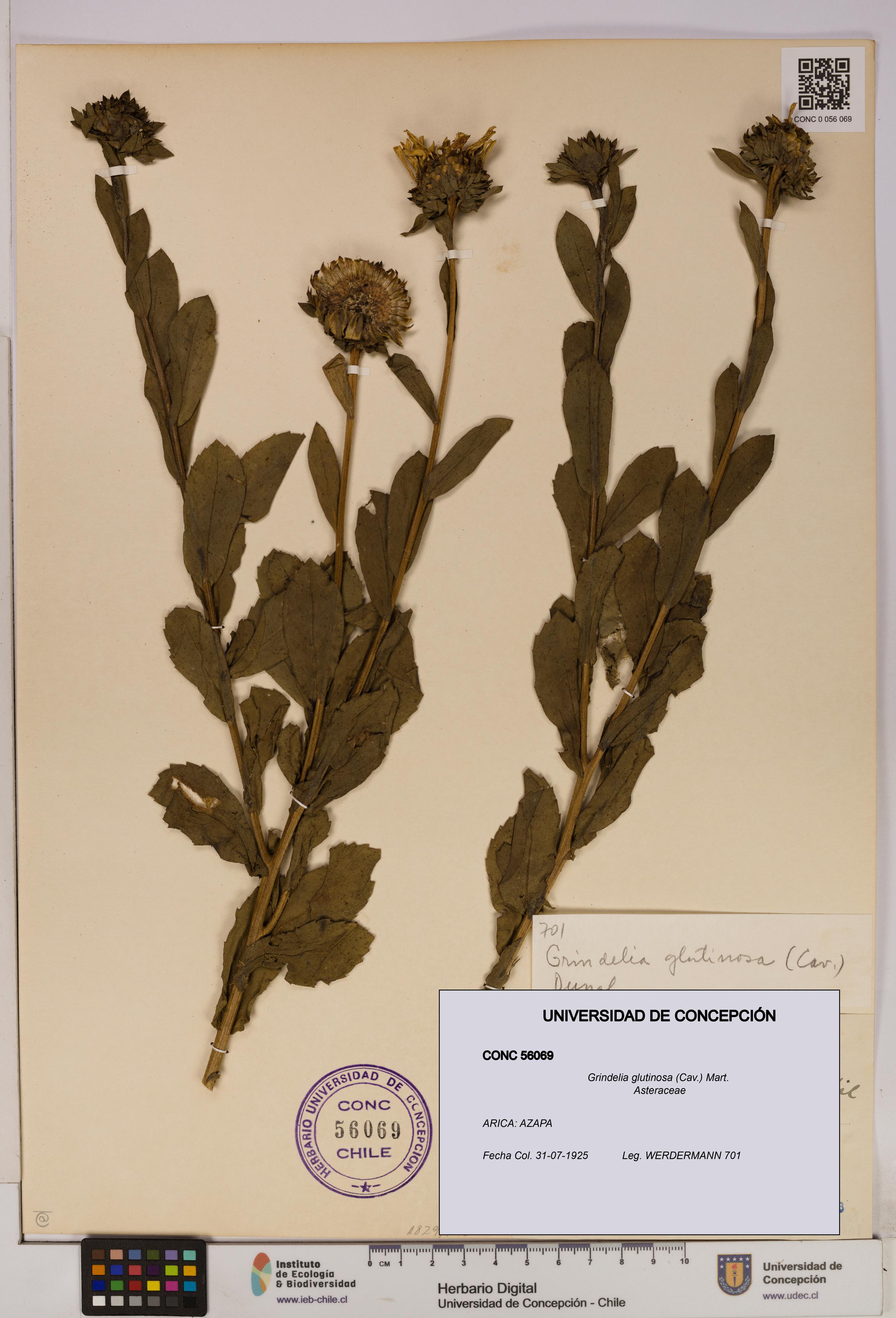 Grindelia glutinosa [Espécimen: UDEC:CONC:0056069]