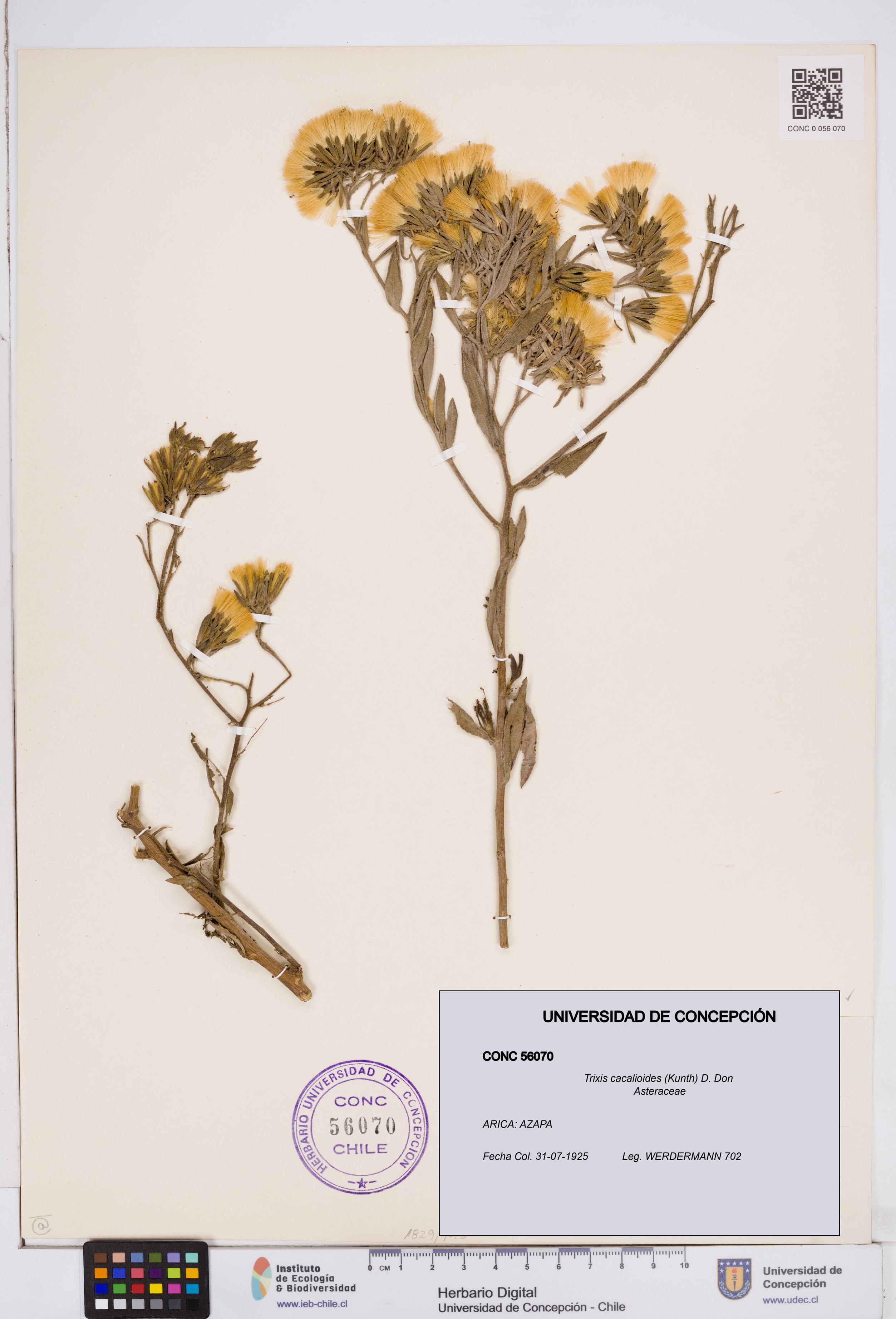 Trixis cacalioides [Espécimen: ]