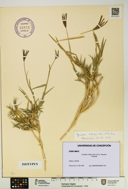 Cynodon nitidus [Espécimen: UDEC:CONC:0056072]