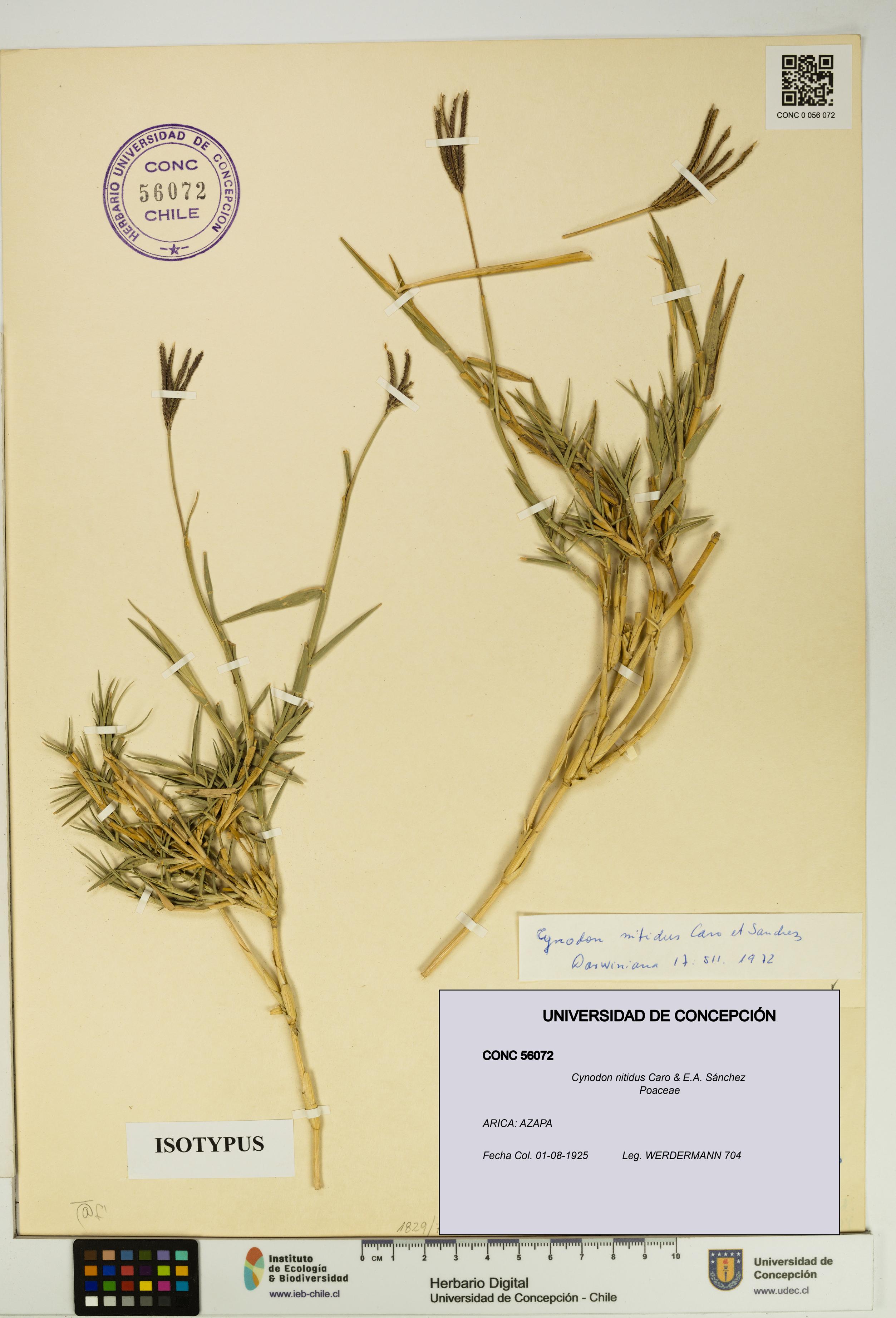 Cynodon nitidus [Espécimen: UDEC:CONC:0056072]