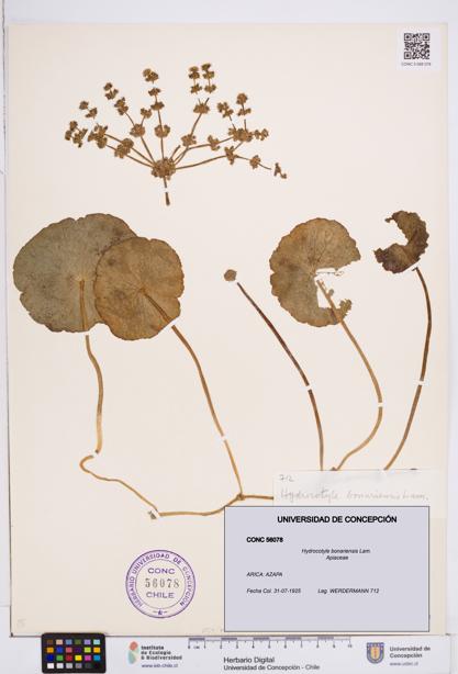 Hydrocotyle bonariensis [Espécimen: ]