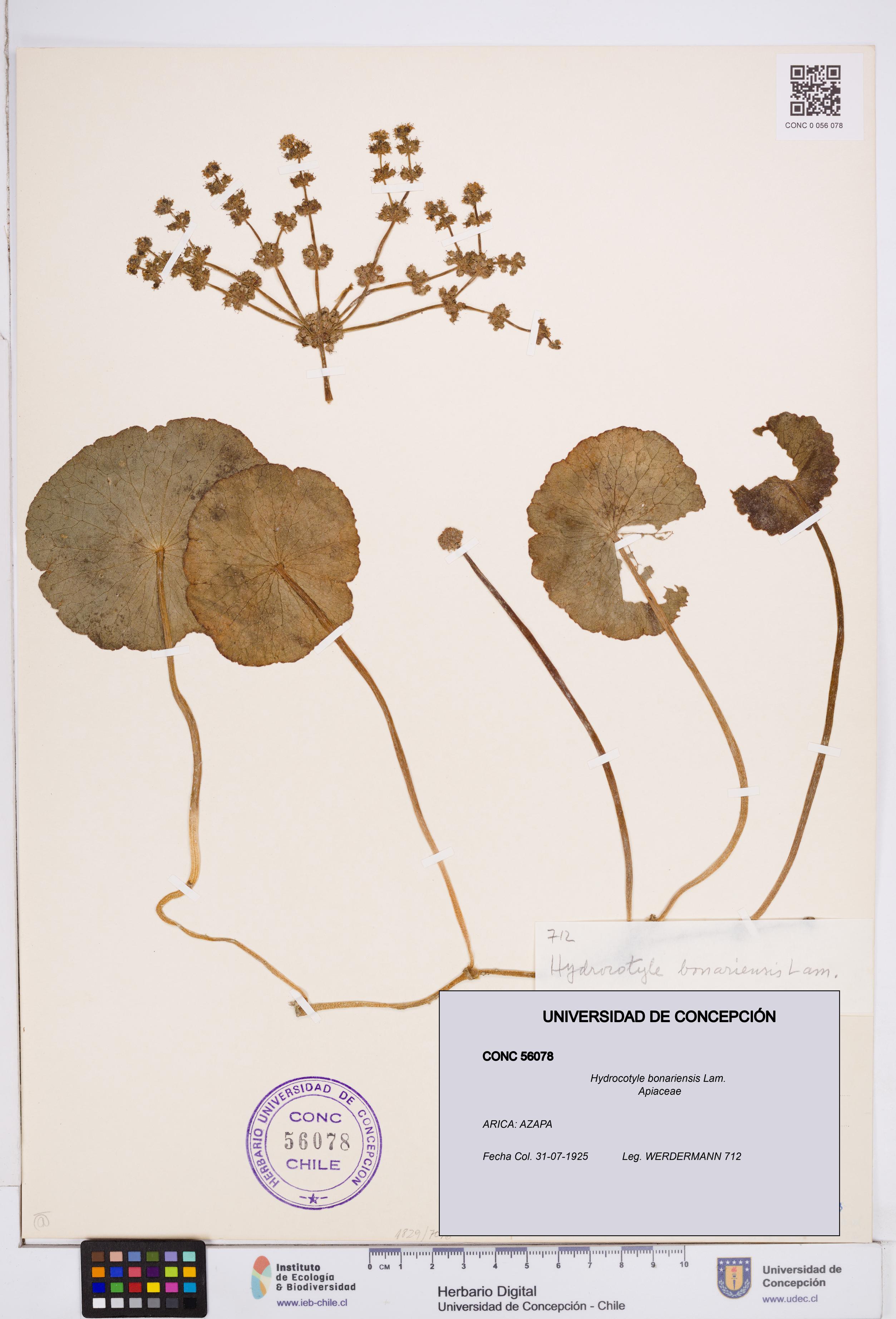 Hydrocotyle bonariensis [Espécimen: ]