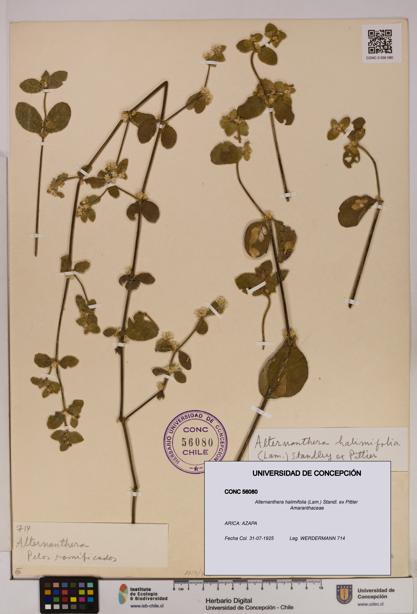 Alternanthera halimifolia [Espécimen: UDEC:CONC:0056080]