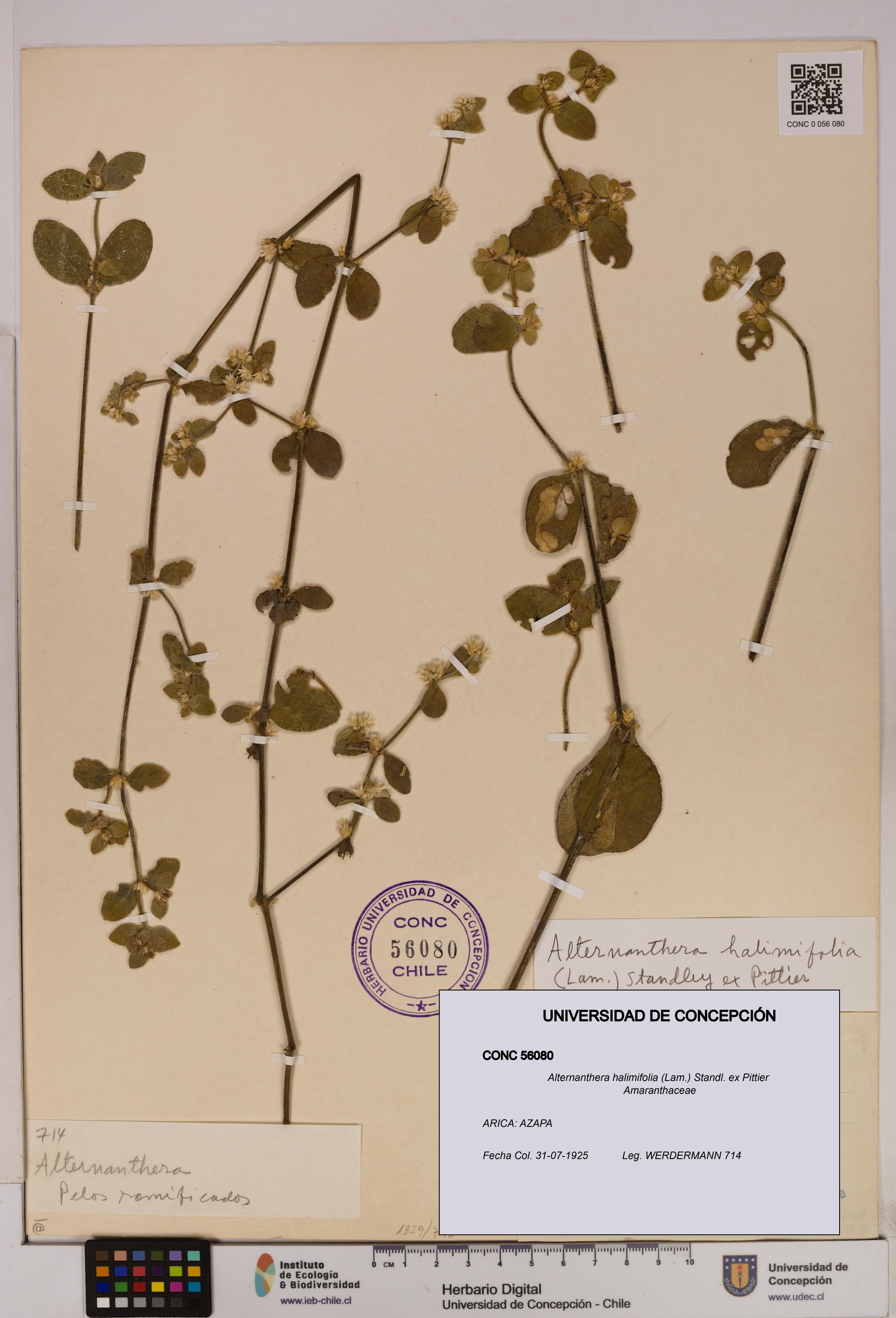 Alternanthera halimifolia [Espécimen: UDEC:CONC:0056080]