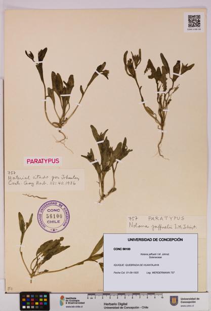 Nolana jaffuelii [Espécimen: UDEC:CONC:0056100]