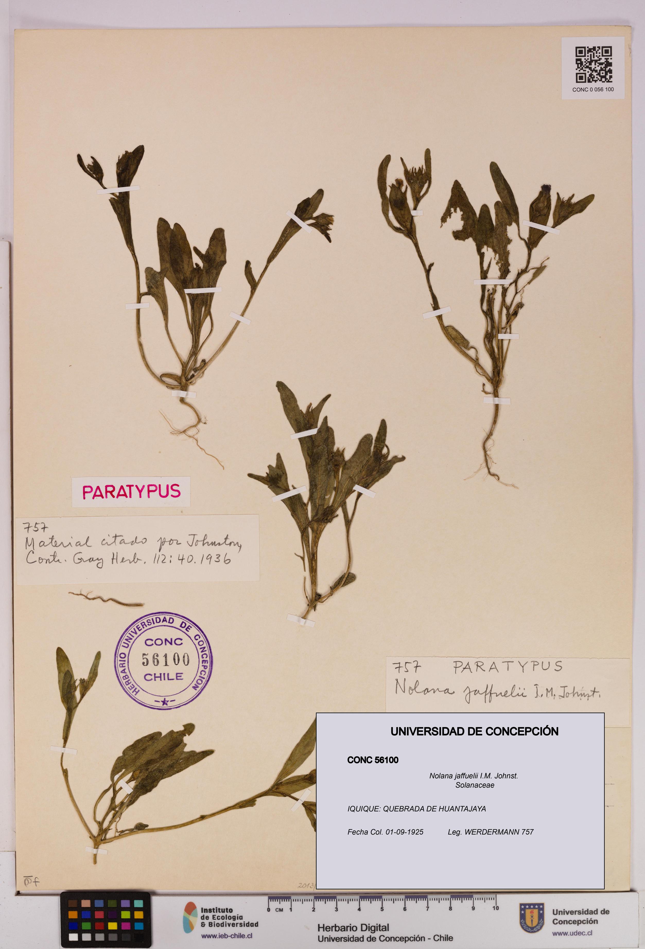 Nolana jaffuelii [Espécimen: UDEC:CONC:0056100]
