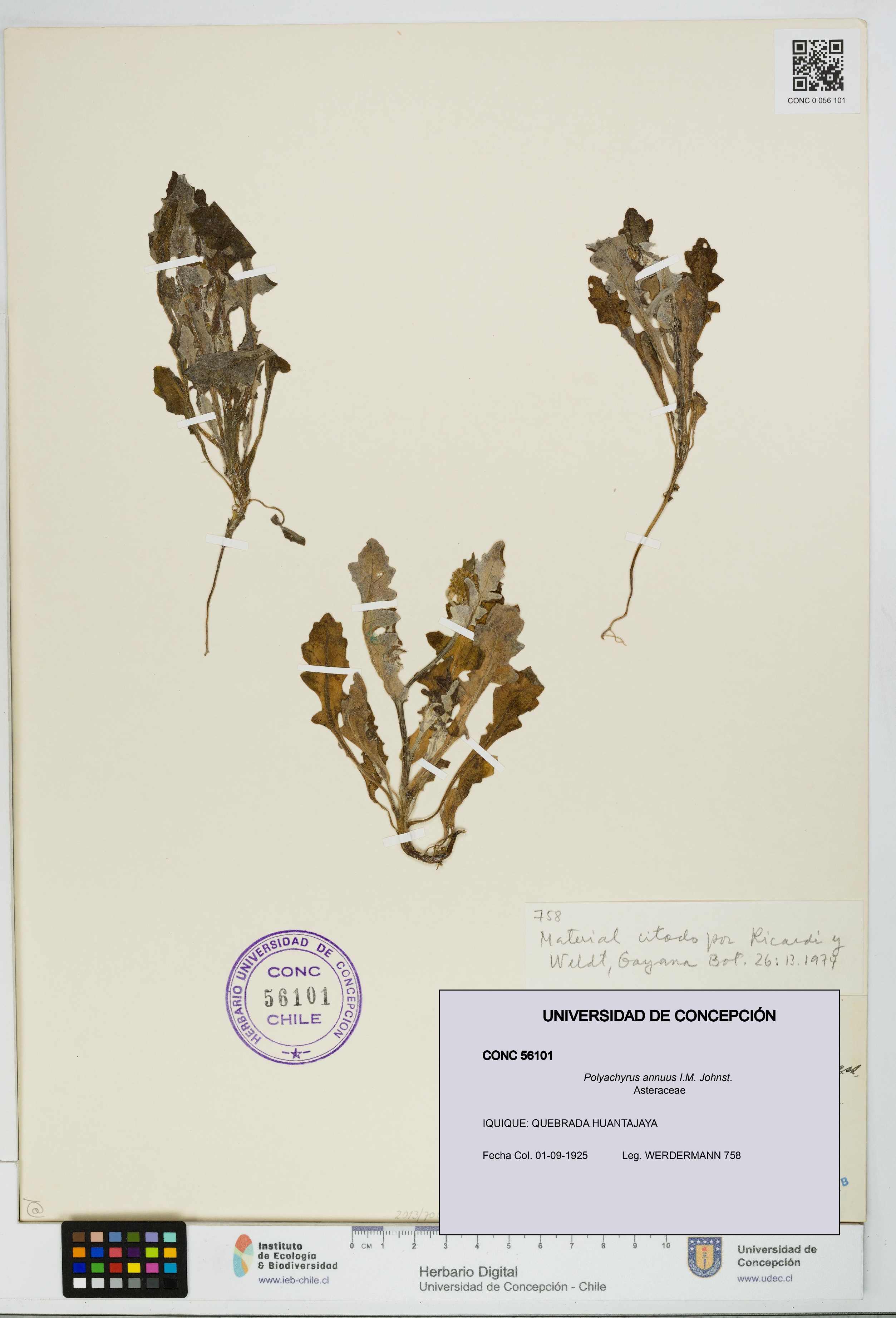 Polyachyrus annuus [Espécimen: UDEC:CONC:0056101]