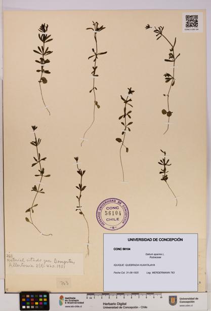 Galium aparine [Espécimen: UDEC:CONC:0056104]