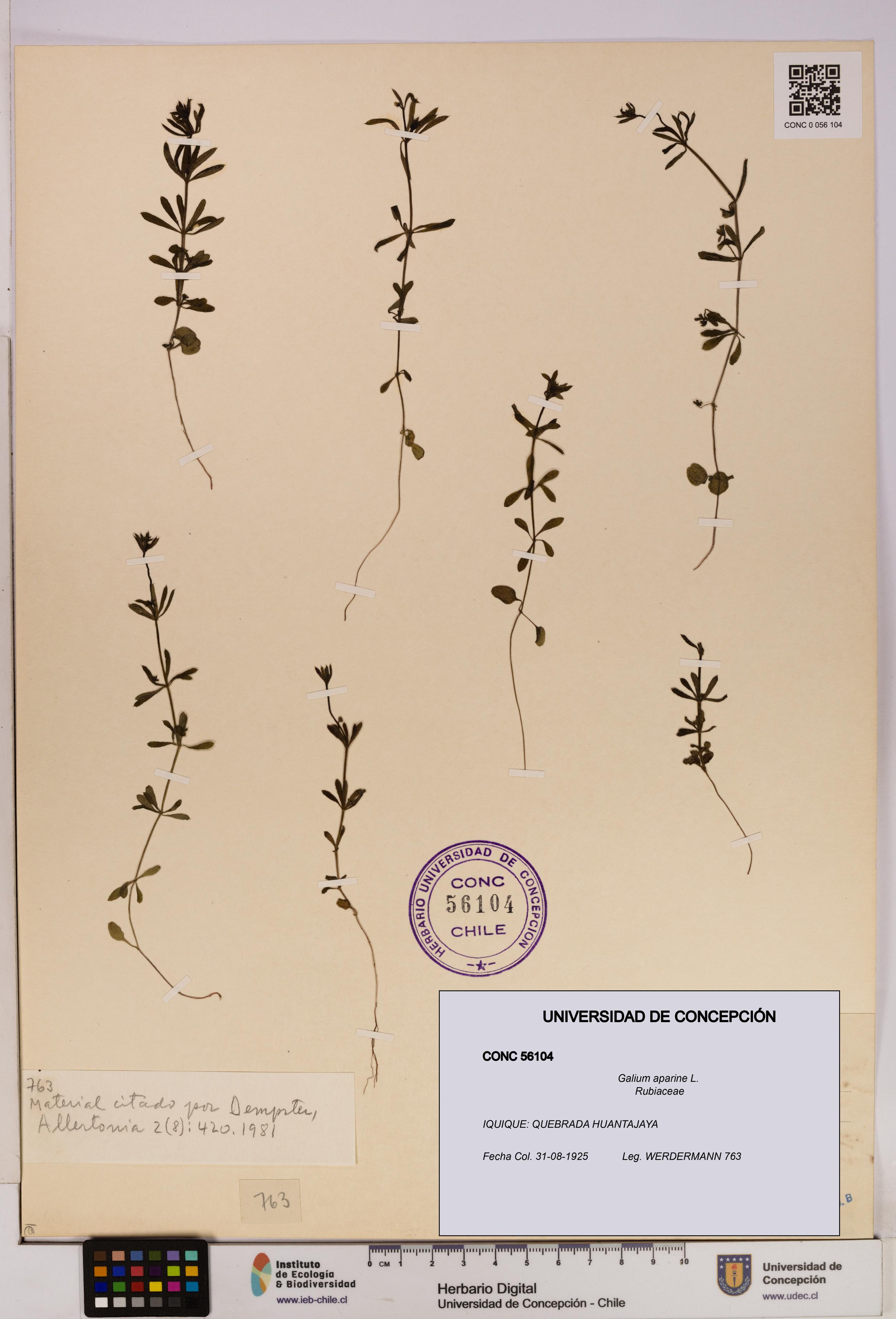 Galium aparine [Espécimen: UDEC:CONC:0056104]