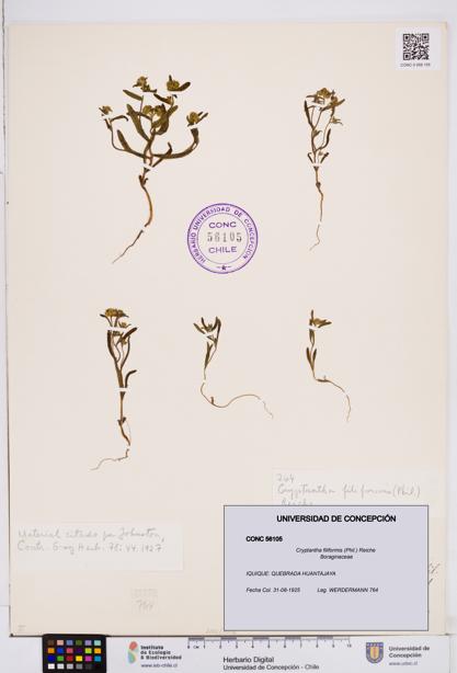Cryptantha filiformis [Espécimen: ]