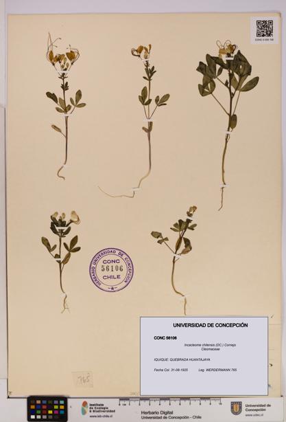 Incacleome chilensis [Espécimen: UDEC:CONC:0056106]