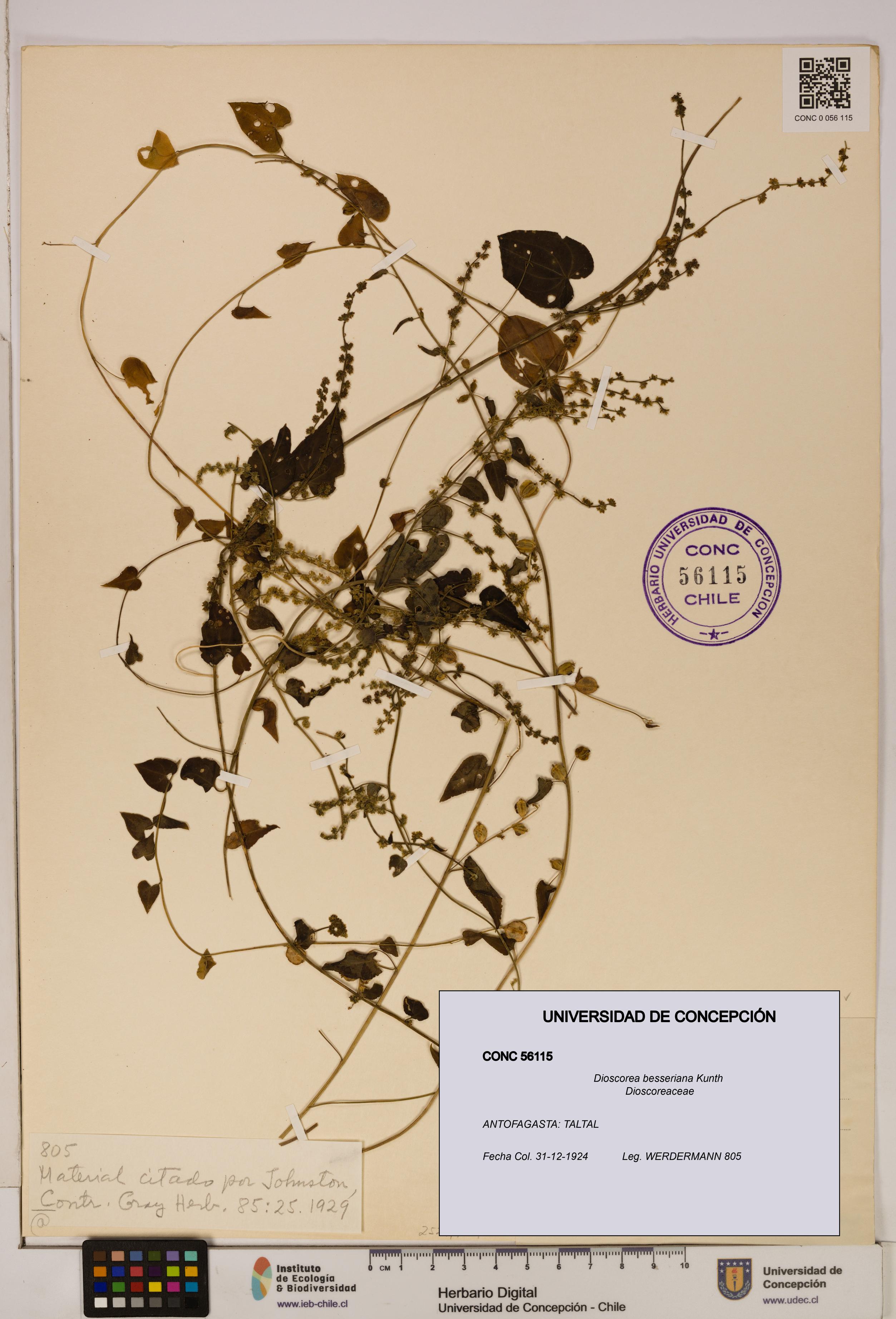 Dioscorea besseriana [Espécimen: ]
