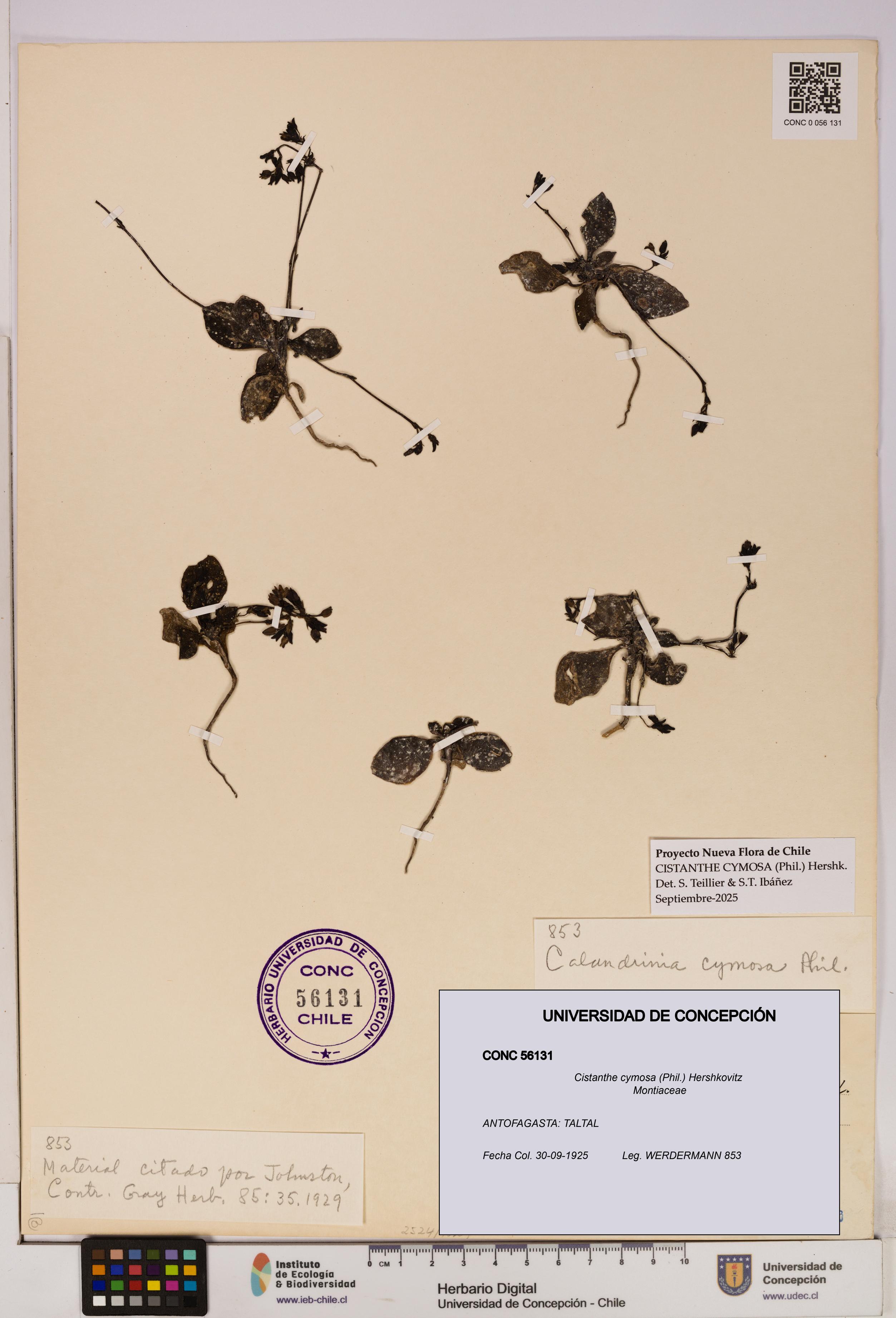 Cistanthe cymosa [Espécimen: UDEC:CONC:0056131]