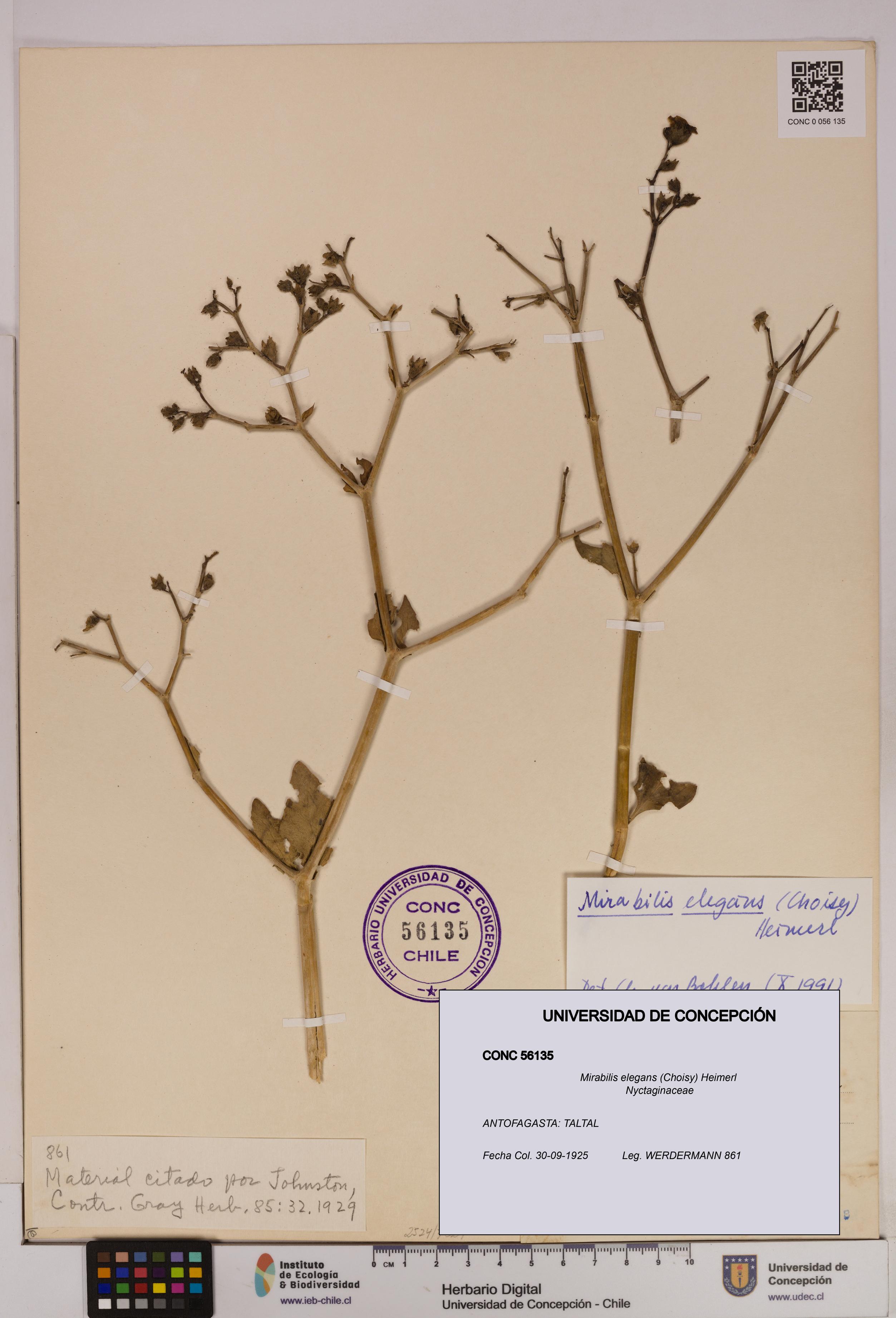 Mirabilis elegans [Espécimen: UDEC:CONC:0056135]