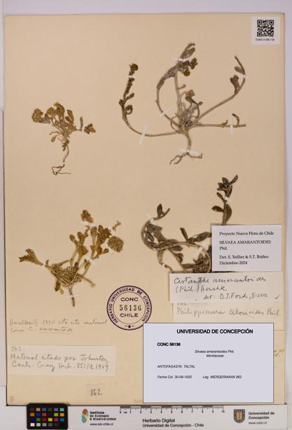 Silvaea amarantoides [Espécimen: UDEC:CONC:0056136]