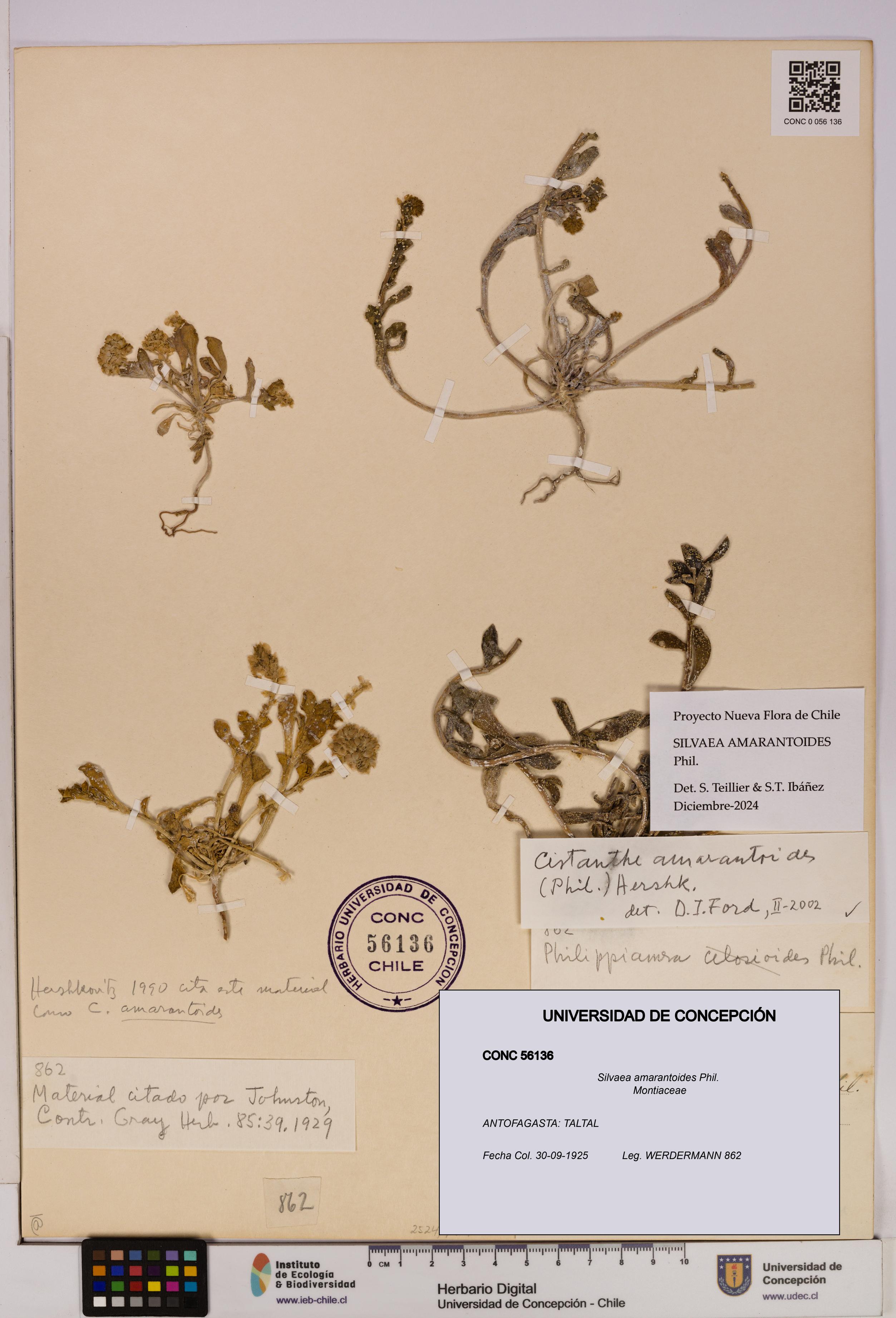 Silvaea amarantoides [Espécimen: UDEC:CONC:0056136]