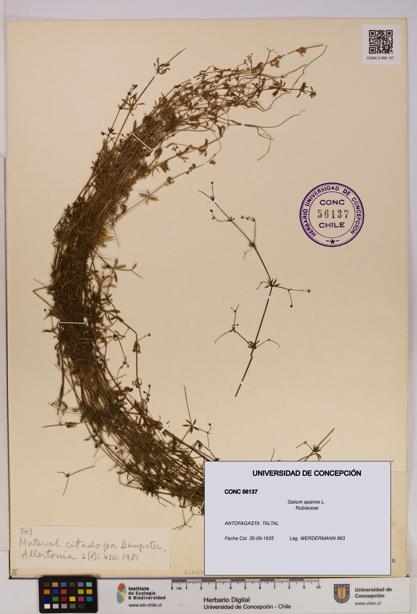 Galium aparine [Espécimen: UDEC:CONC:0056137]