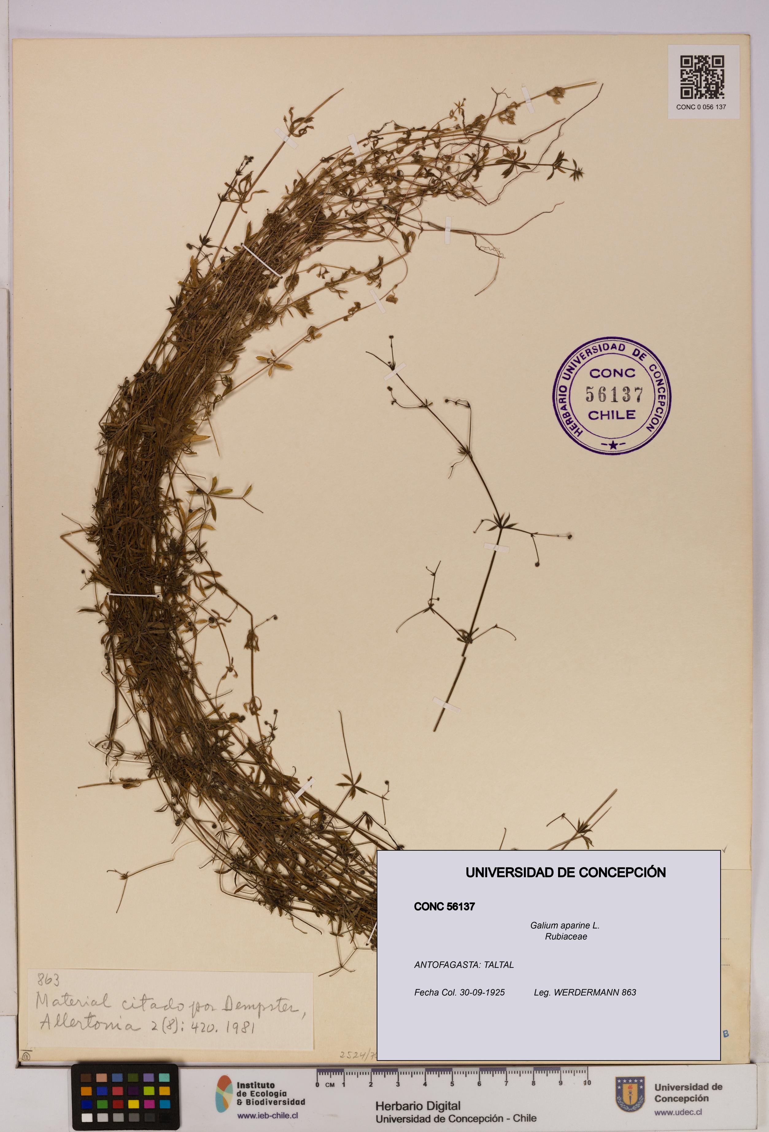 Galium aparine [Espécimen: UDEC:CONC:0056137]