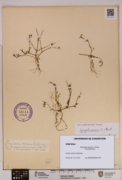 Spergularia marina [Espécimen: UDEC:CONC:0056144]