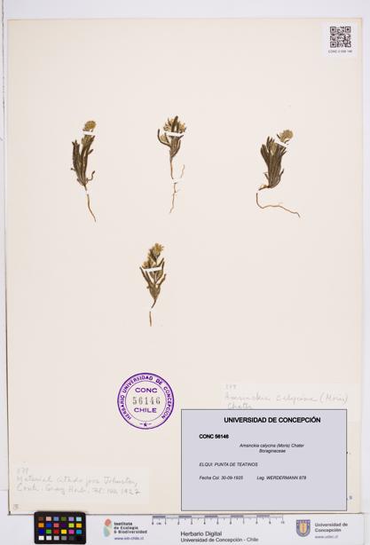 Amsinckia calycina [Espécimen: ]