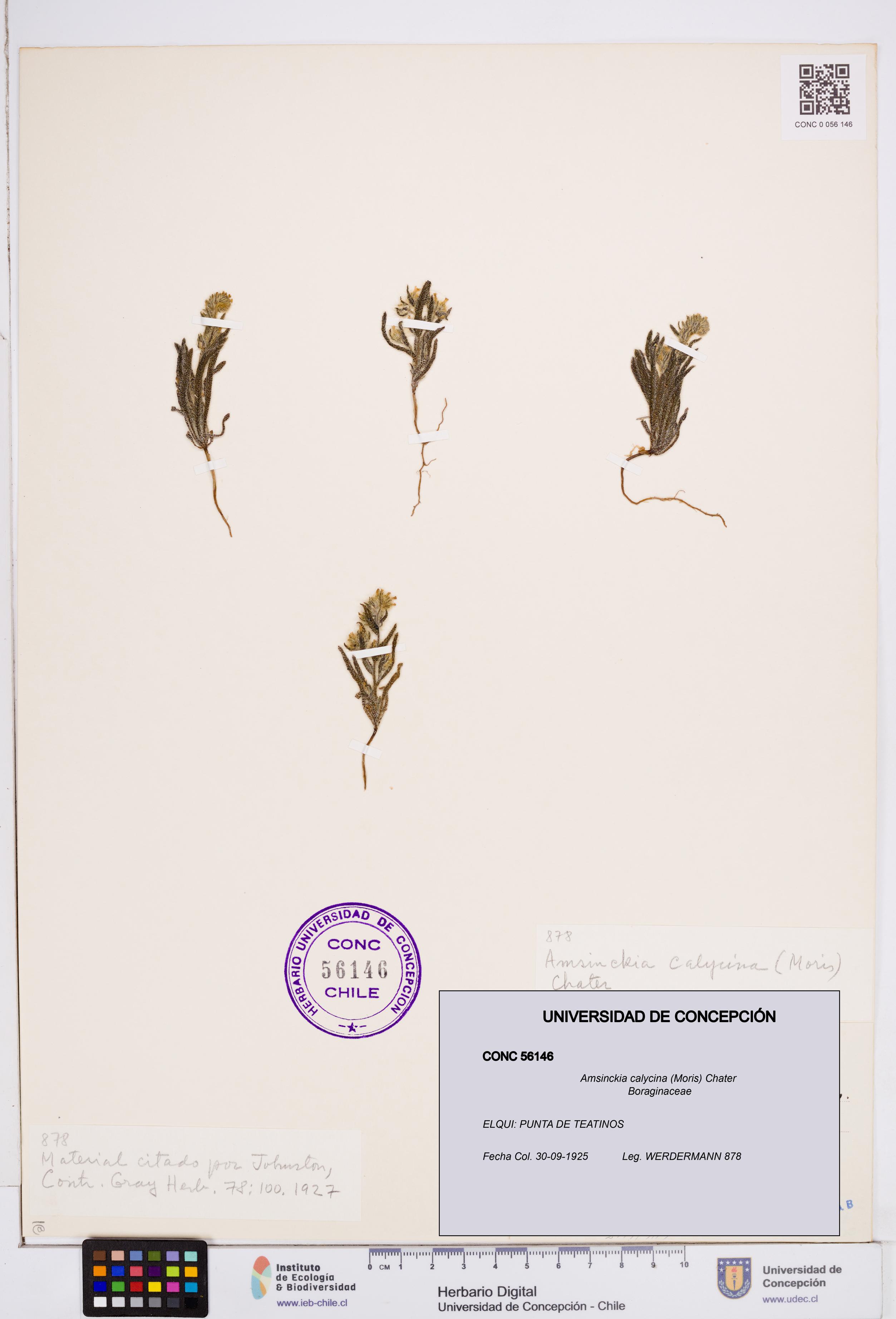 Amsinckia calycina [Espécimen: ]