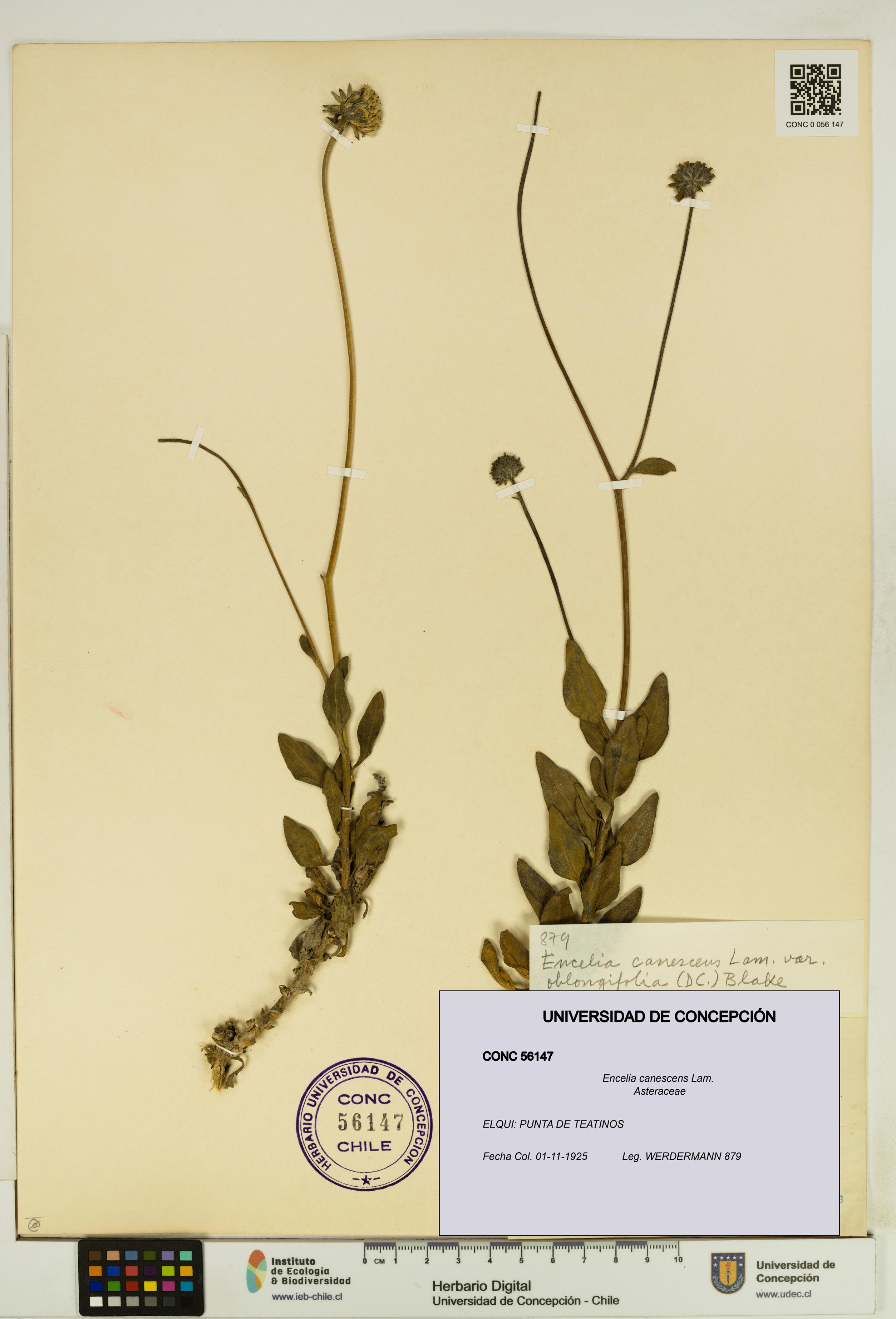 Encelia canescens [Espécimen: UDEC:CONC:0056147]