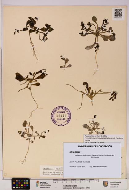 Cistanthe coquimbensis [Espécimen: UDEC:CONC:0056149]