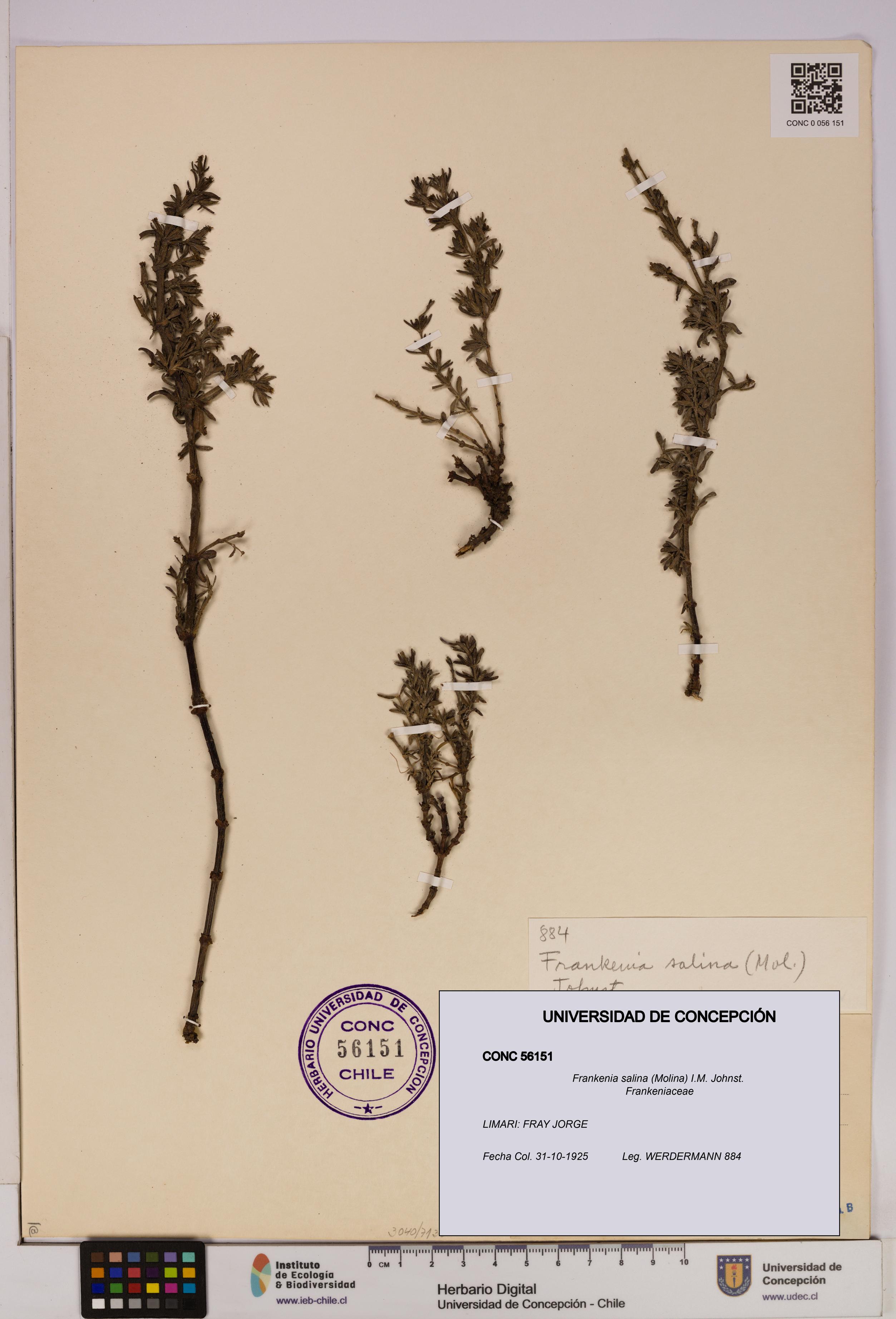 Frankenia salina [Espécimen: UDEC:CONC:0056151]