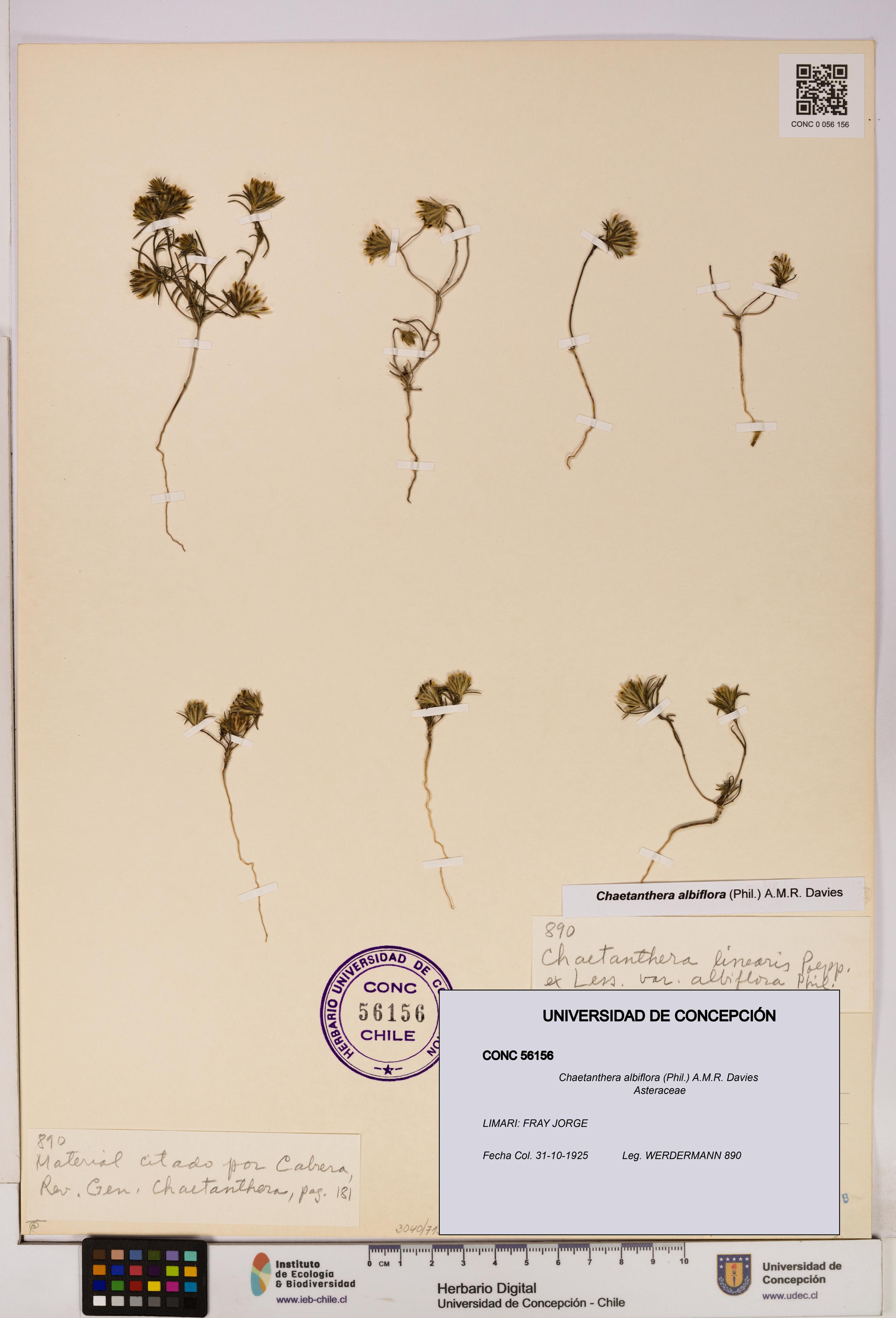 Chaetanthera albiflora [Espécimen: UDEC:CONC:0056156]