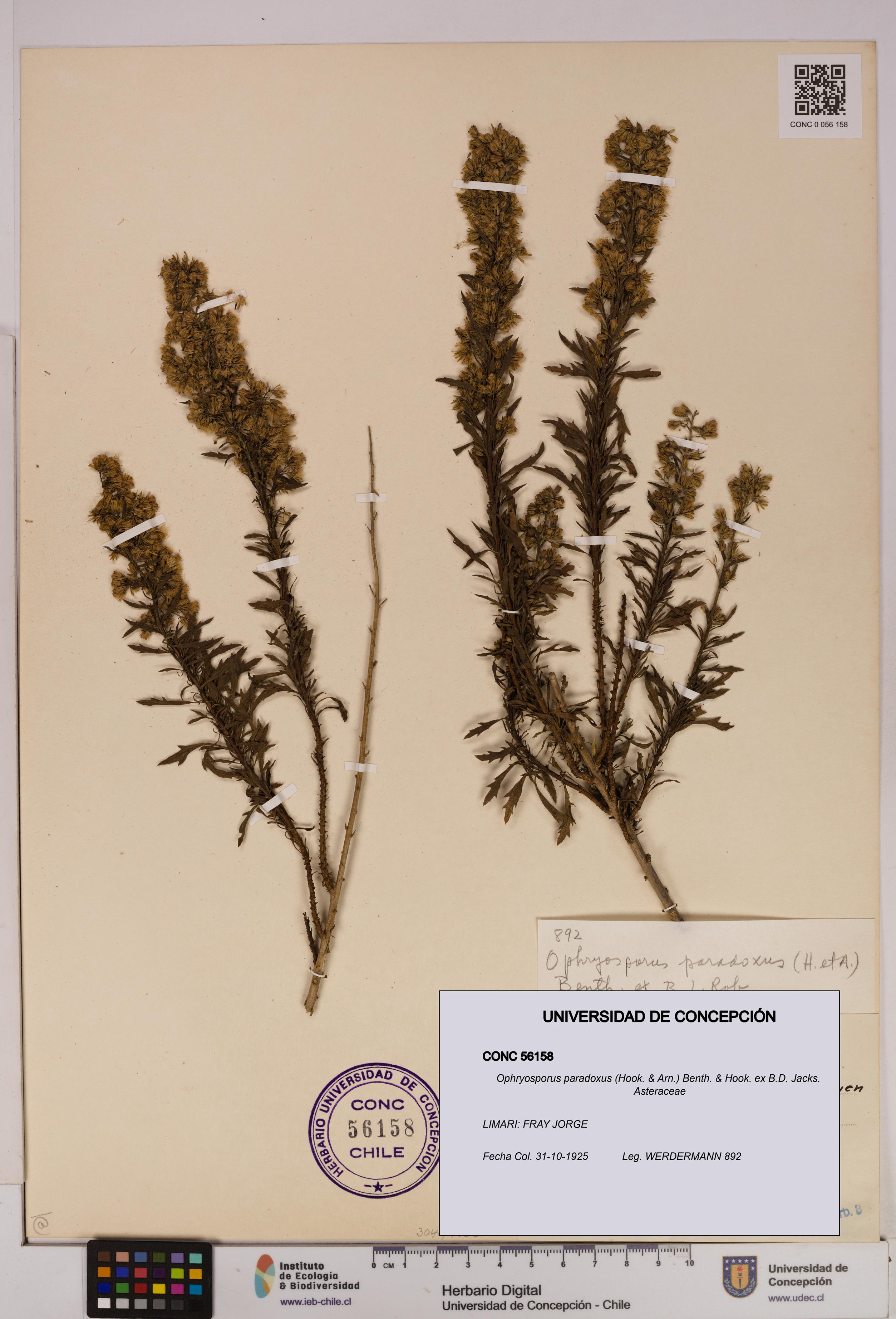 Ophryosporus paradoxus [Espécimen: UDEC:CONC:0056158]