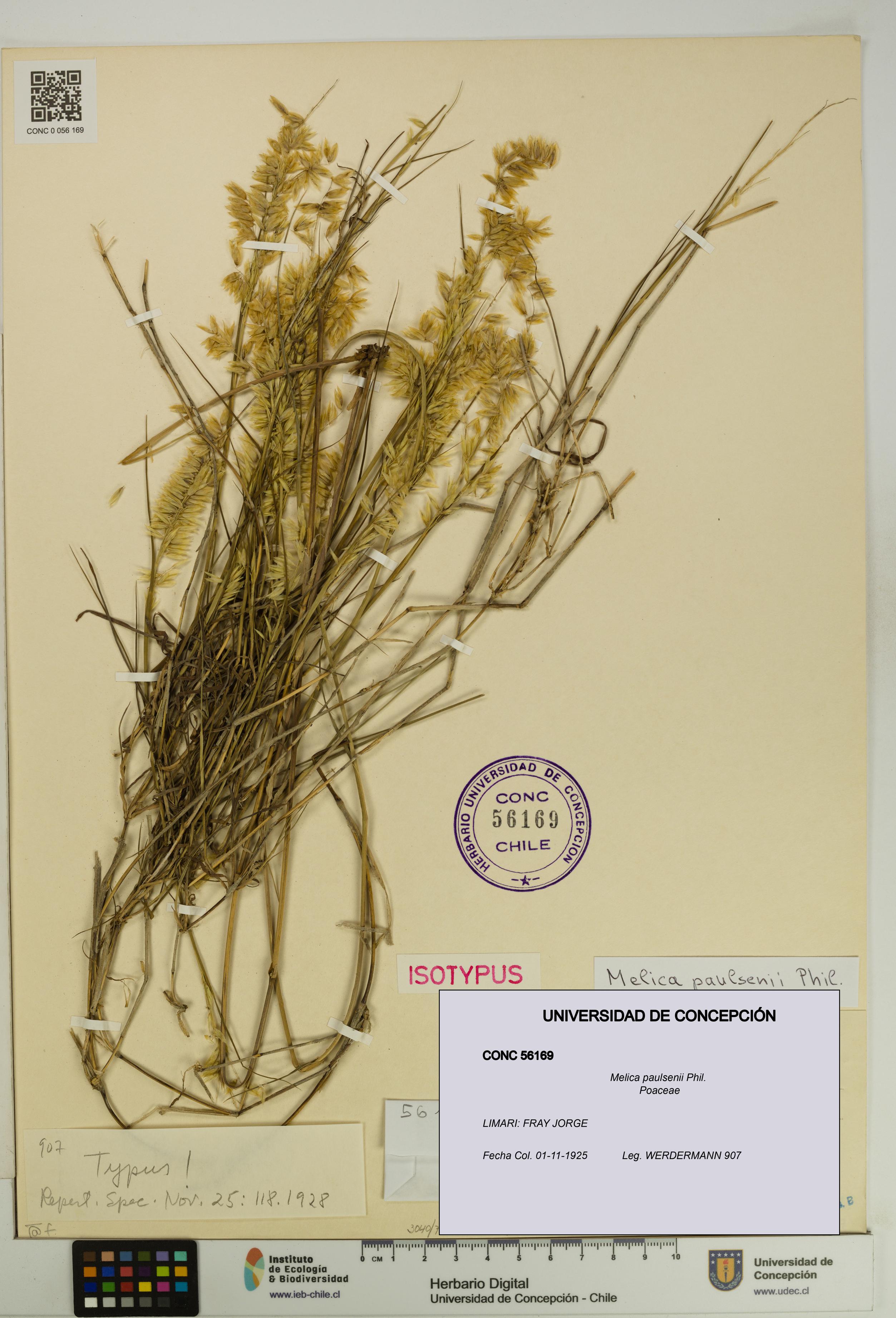 Melica paulsenii [Espécimen: UDEC:CONC:0056169]