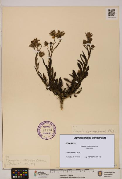 Senecio coquimbensis [Espécimen: UDEC:CONC:0056173]