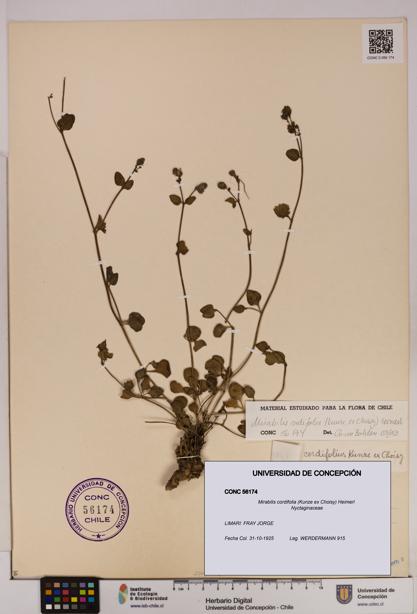 Mirabilis cordifolia [Espécimen: UDEC:CONC:0056174]