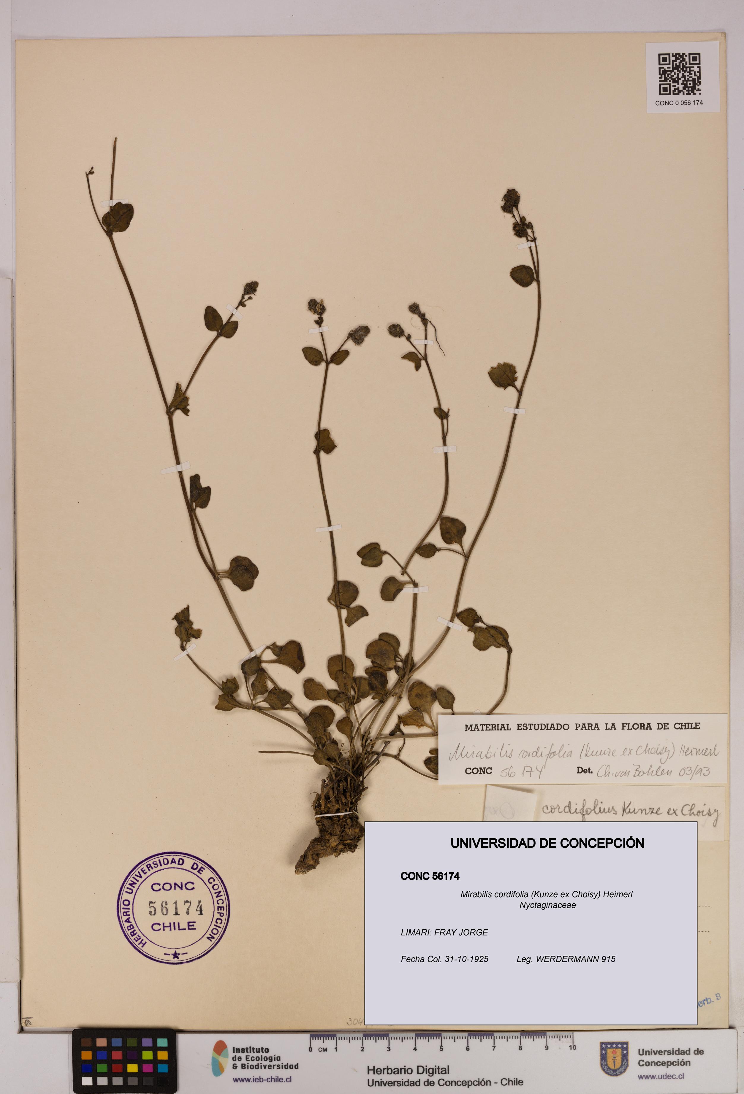 Mirabilis cordifolia [Espécimen: UDEC:CONC:0056174]