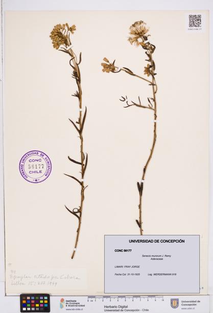 Senecio murorum [Espécimen: ]