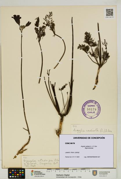Argylia radiata [Espécimen: UDEC:CONC:0056179]