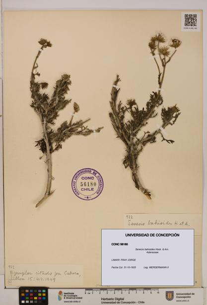 Senecio bahioides [Espécimen: UDEC:CONC:0056180]