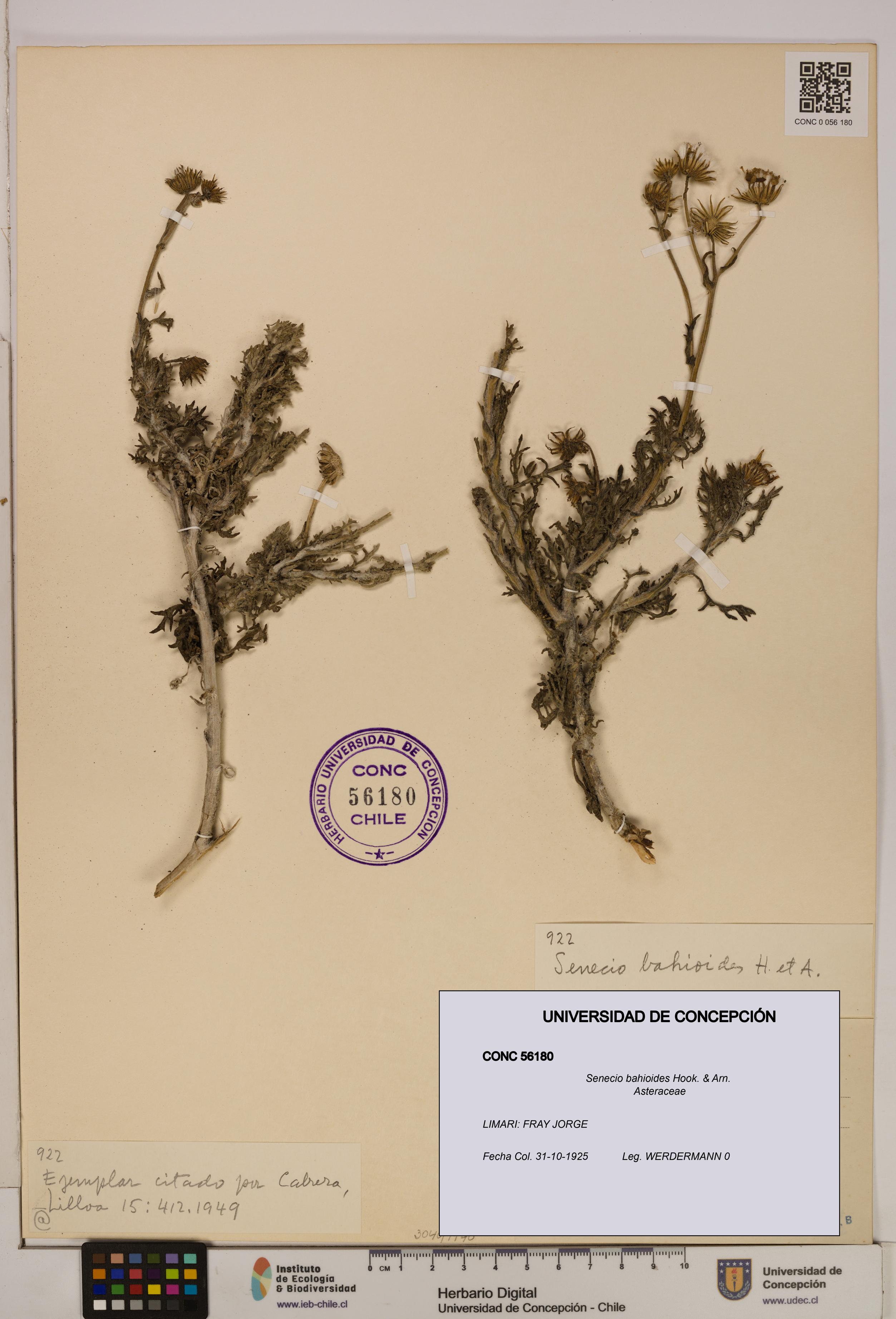 Senecio bahioides [Espécimen: UDEC:CONC:0056180]
