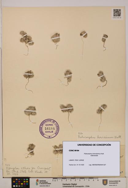 Psilocarphus brevissimus [Espécimen: ]