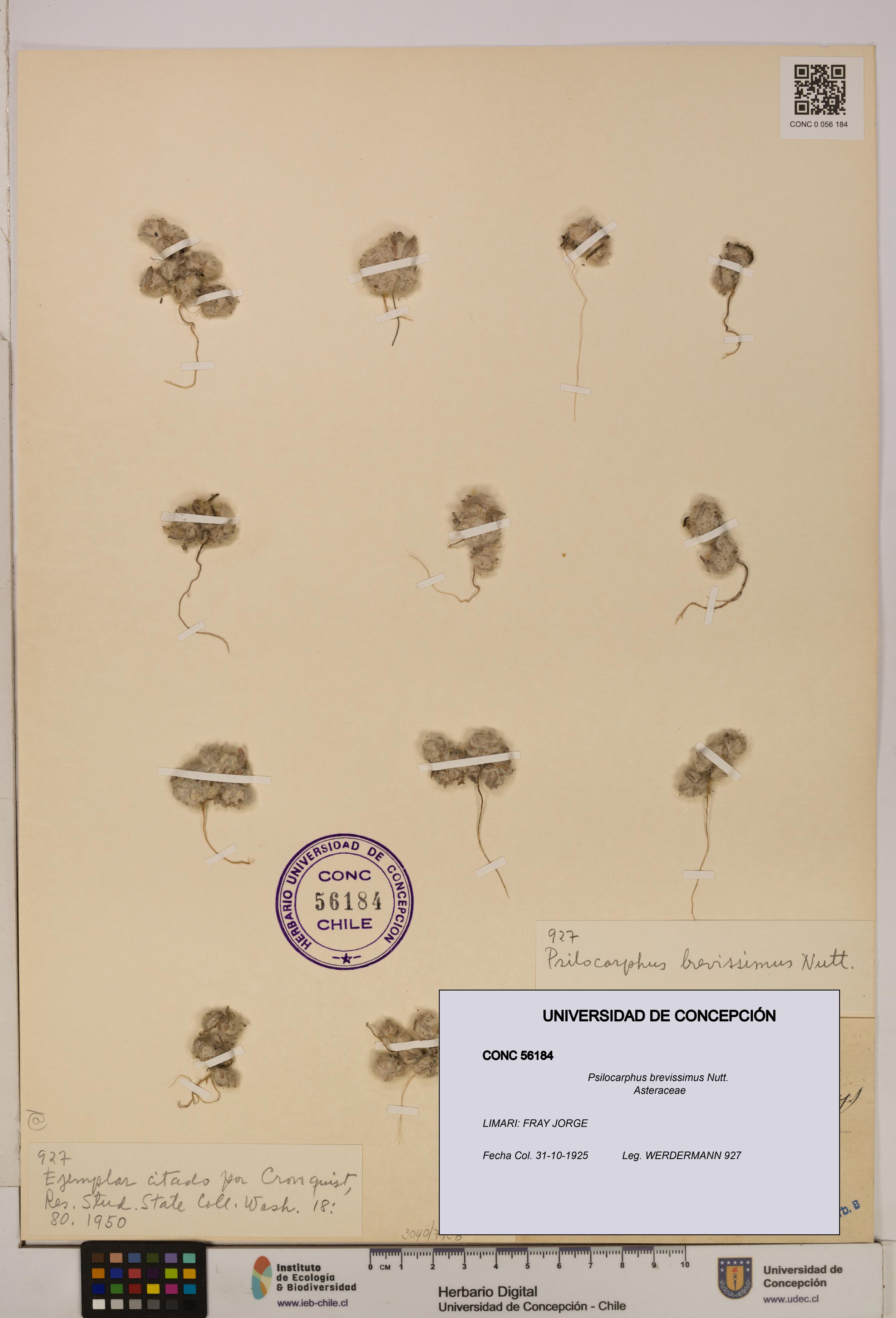 Psilocarphus brevissimus [Espécimen: ]