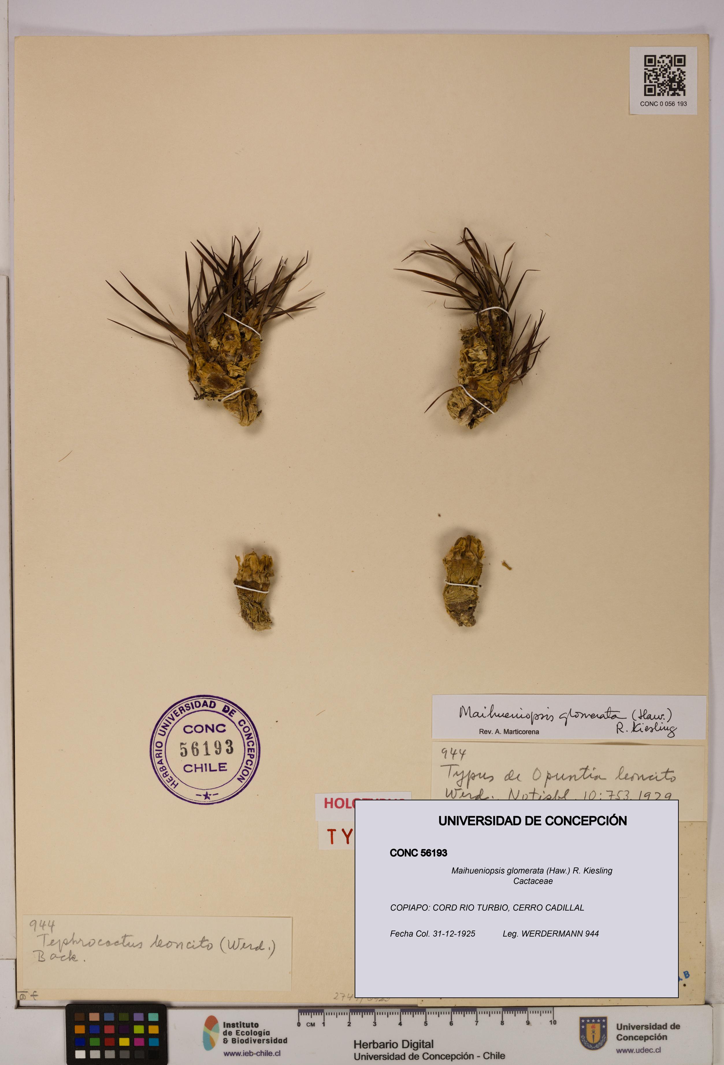 Maihueniopsis glomerata [Espécimen: UDEC:CONC:0056193]