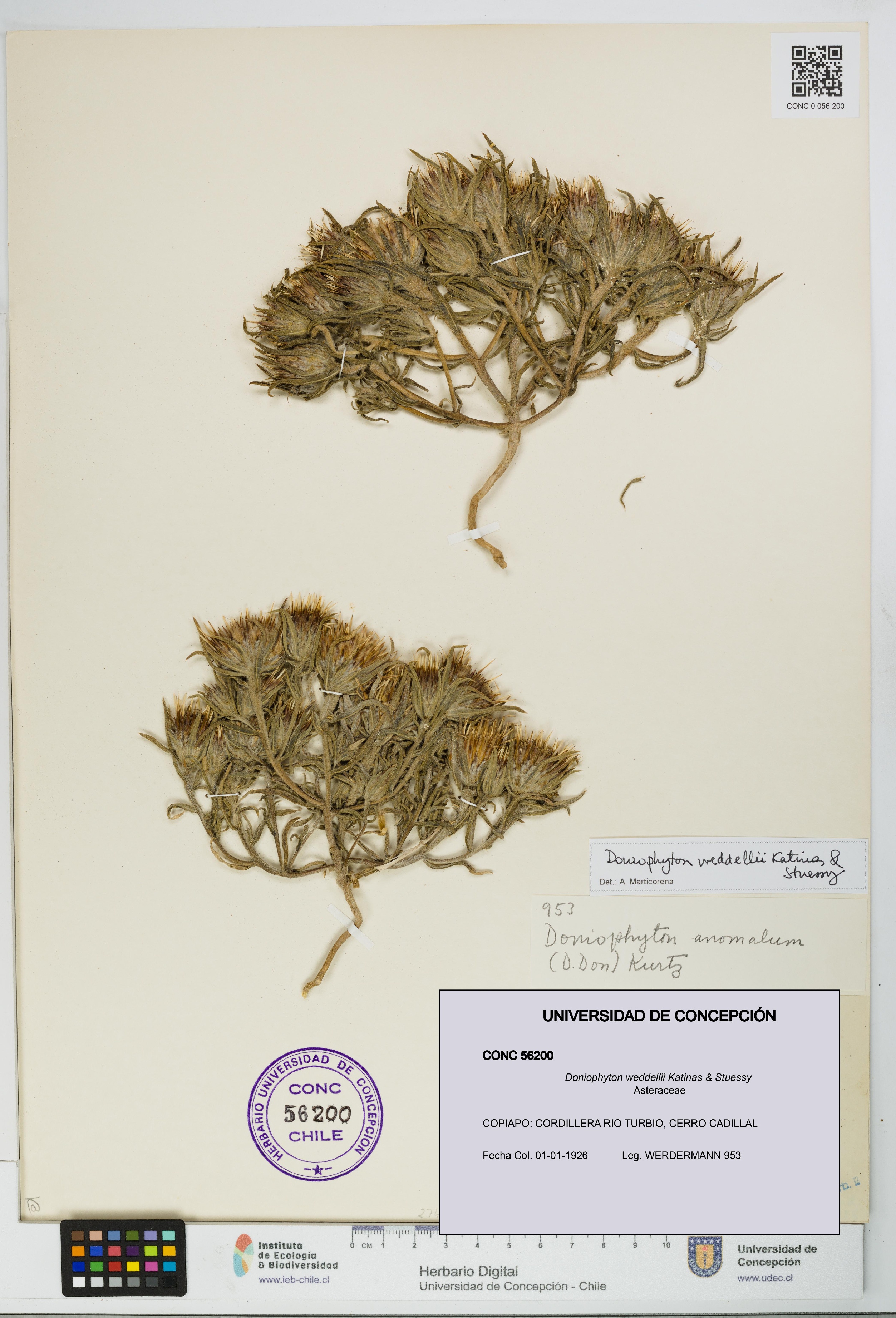 Doniophyton weddellii [Espécimen: UDEC:CONC:0056200]