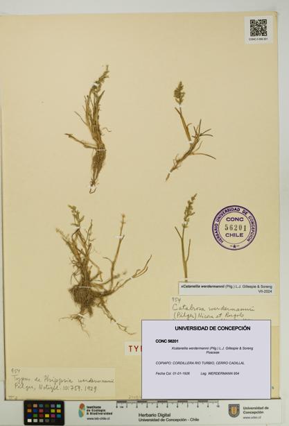 Xcatanellia werdermannii [Espécimen: UDEC:CONC:0056201]