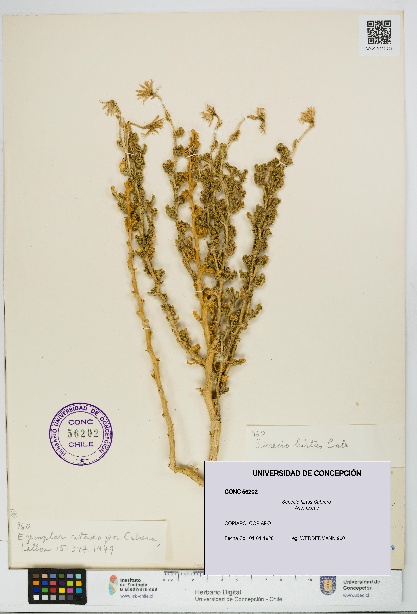 Senecio hirtus [Espécimen: UDEC:CONC:0056202]