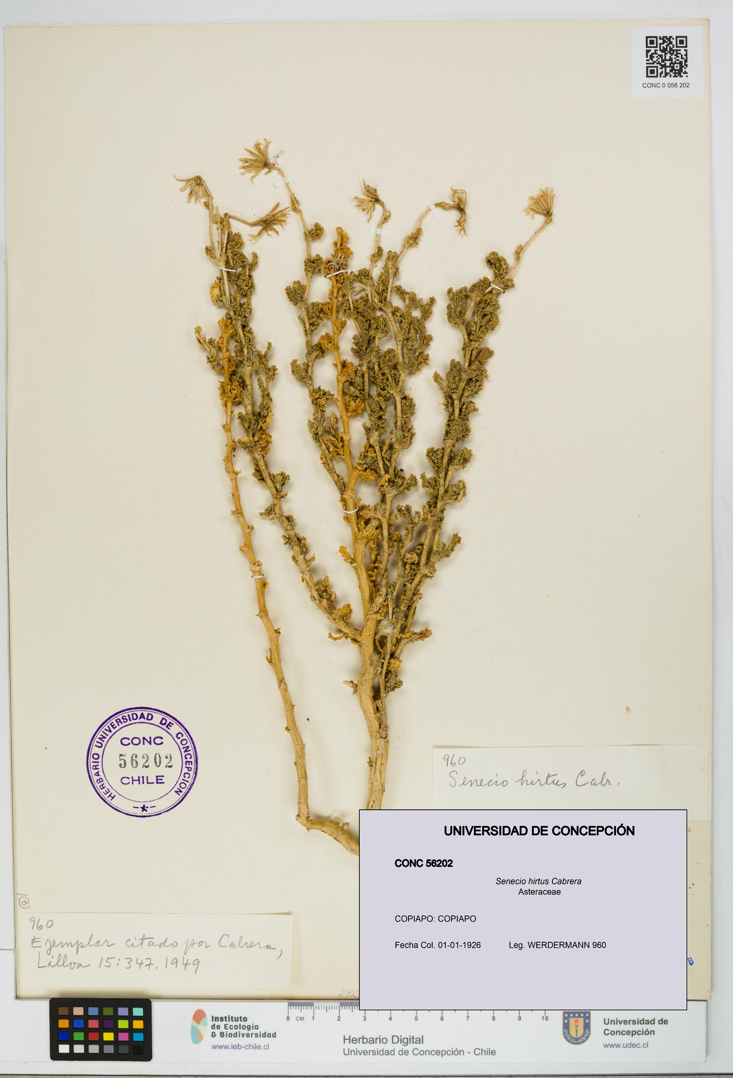 Senecio hirtus [Espécimen: UDEC:CONC:0056202]