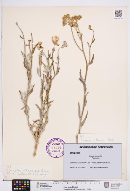 Senecio leucus [Espécimen: ]
