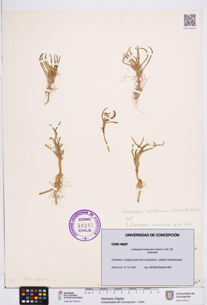 Lilaeopsis macloviana [Espécimen: ]