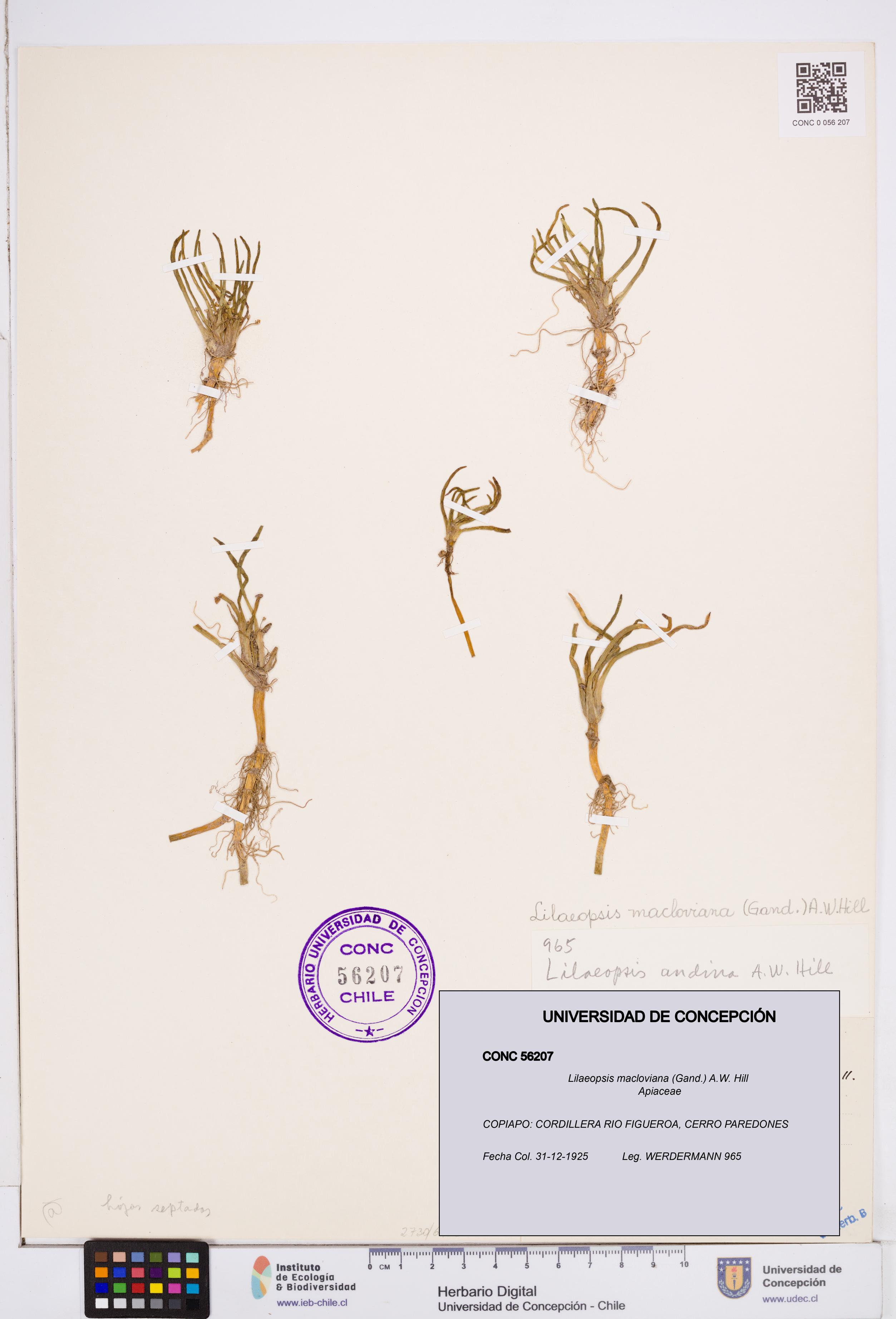 Lilaeopsis macloviana [Espécimen: ]